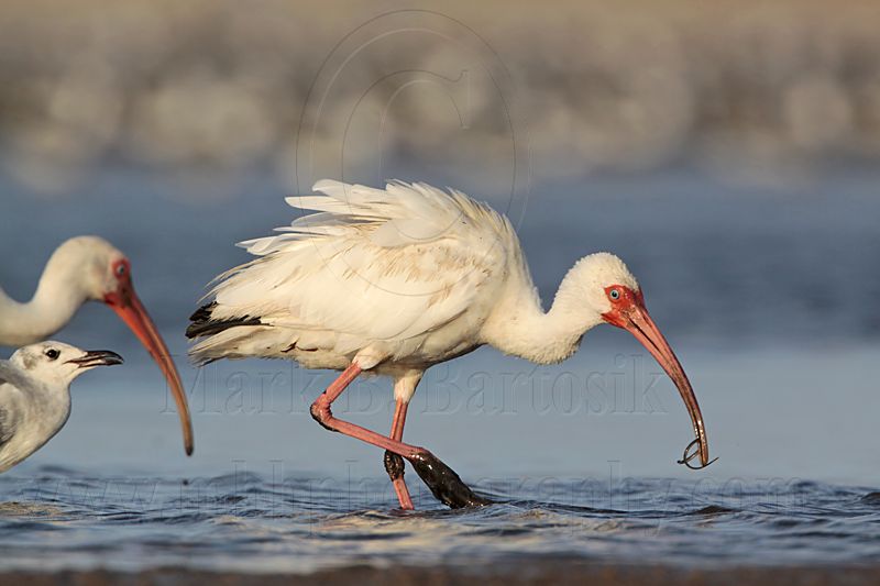 _MG_6240 White Ibis & Laughing Gull.jpg