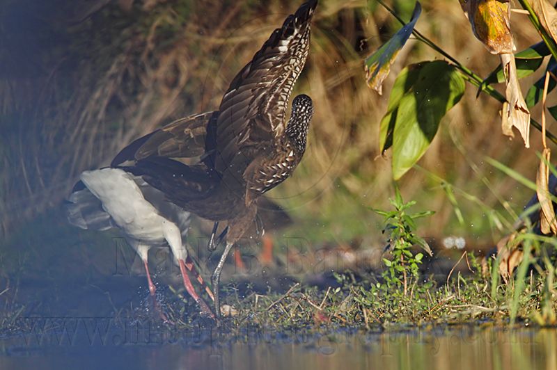 _MG_4114 Limpkin & White Ibis.jpg