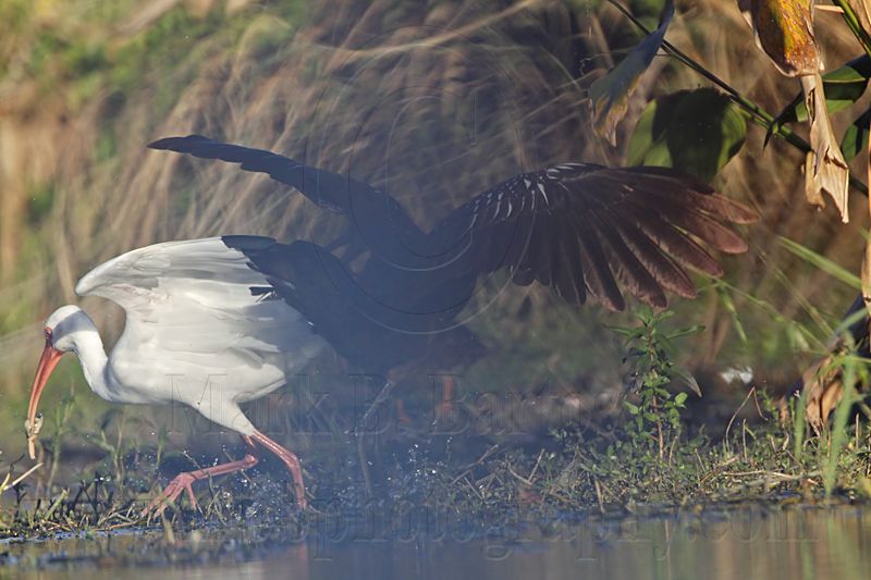 _MG_4115 Limpkin & White Ibis.jpg