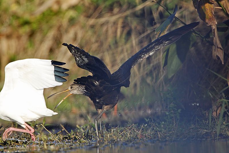 _MG_4116 Limpkin & White Ibis.jpg
