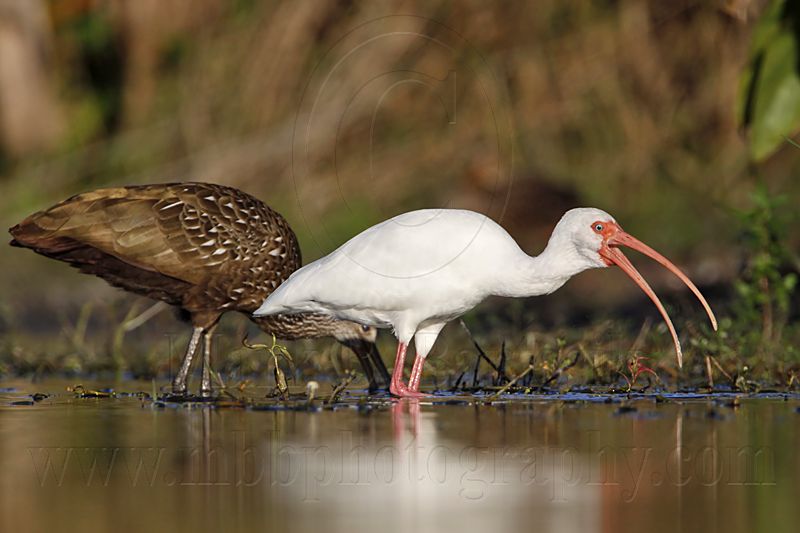 _MG_4217 Limpkin & White Ibis.jpg