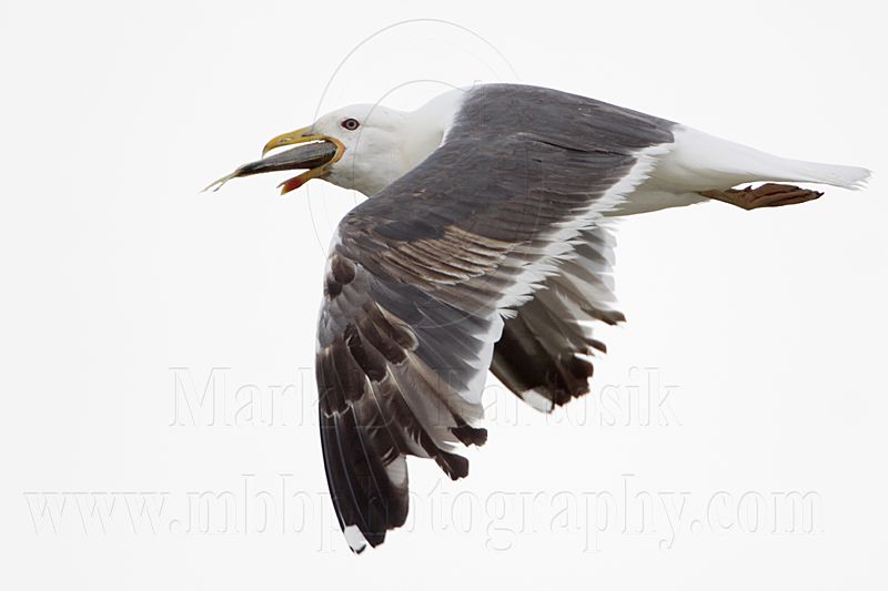 _MG_0363 Lesser Black-backed Gull.jpg