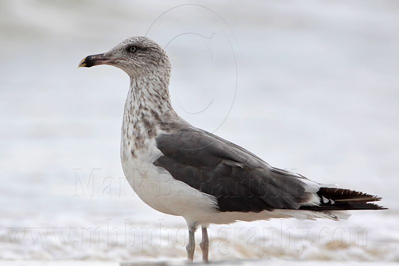 _MG_1476 Lesser Black-backed Gull.jpg