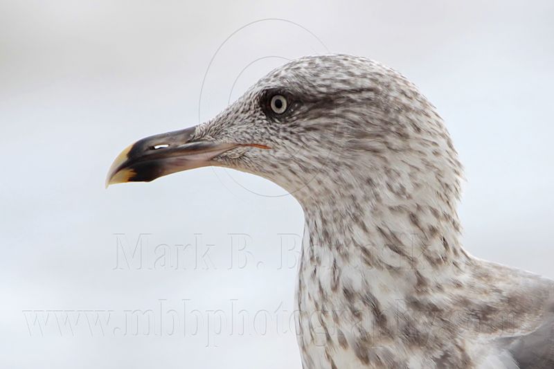 _MG_1974crop Lesser Black-backed Gull.jpg