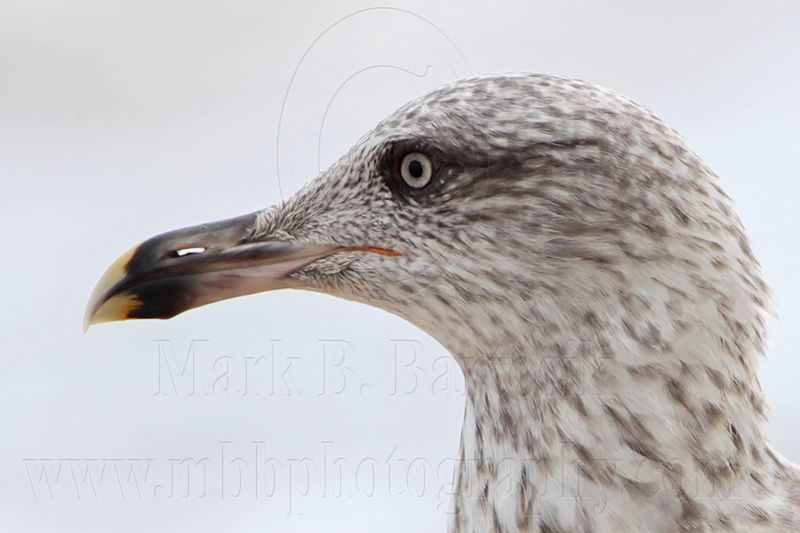 _MG_1974crop2 Lesser Black-backed Gull.jpg