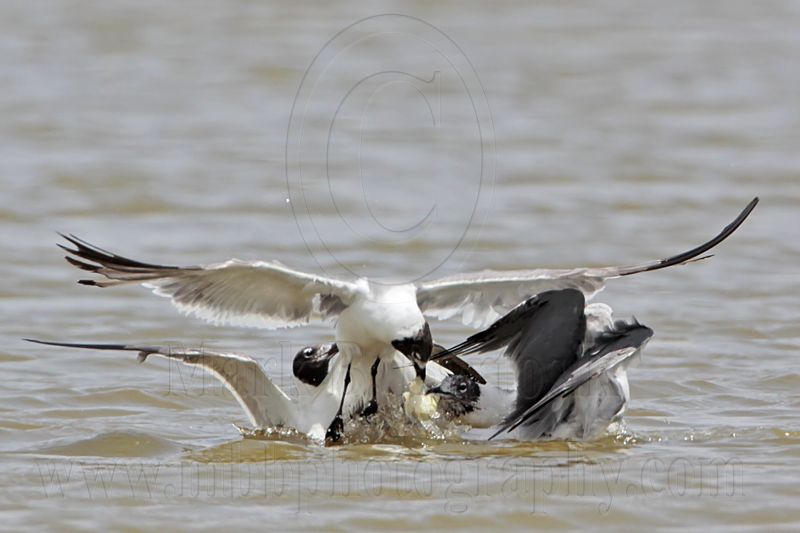 _MG_2091 Laughing Gull.jpg