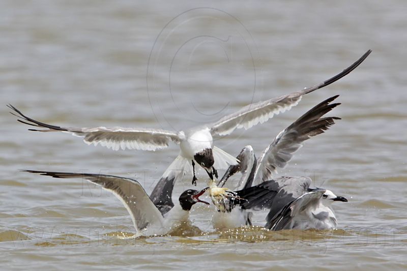 _MG_2092 Laughing Gull.jpg