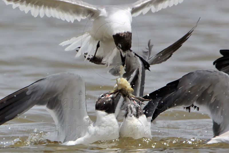 _MG_2093crop Laughing Gull.jpg