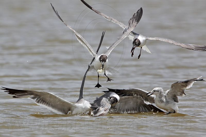 _MG_2094 Laughing Gull.jpg