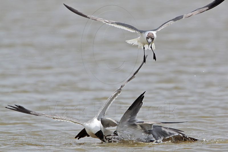_MG_2097 Laughing Gull.jpg