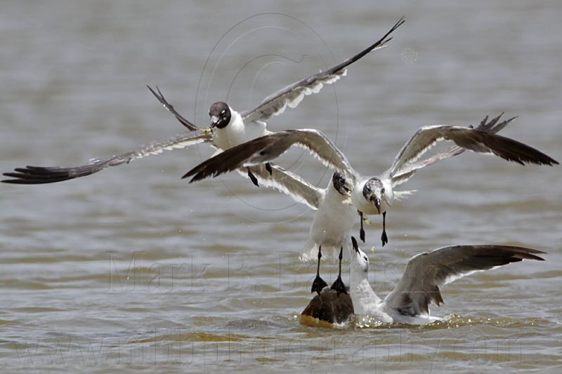 _MG_2112 Laughing Gull.jpg