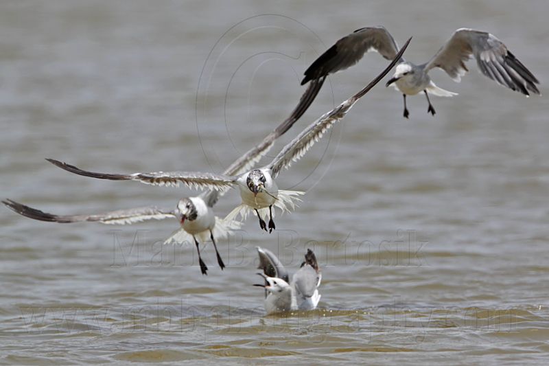 _MG_2115 Laughing Gull.jpg