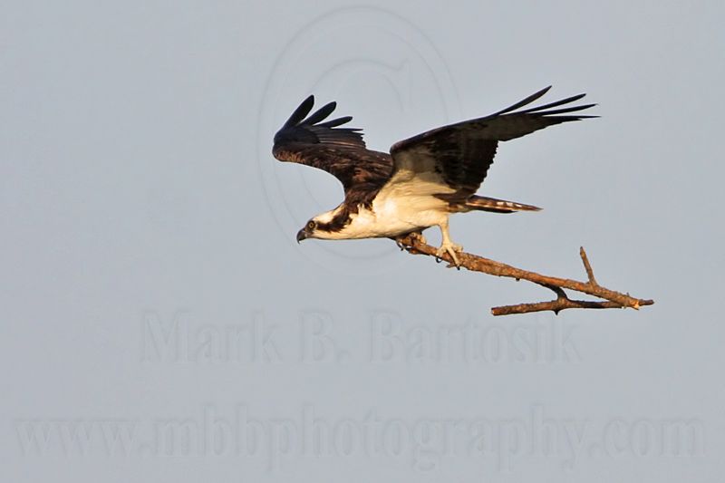 _MG_1697 Osprey.jpg