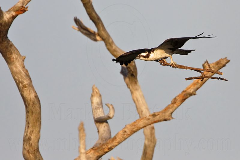 _MG_1700 Osprey.jpg