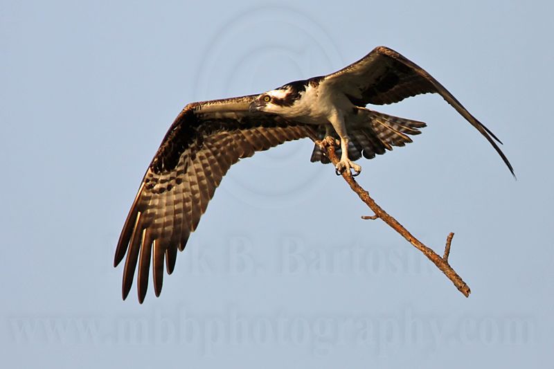_MG_1771 Osprey.jpg