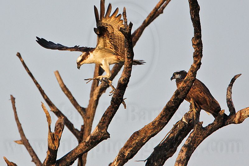_MG_1943 Osprey.jpg