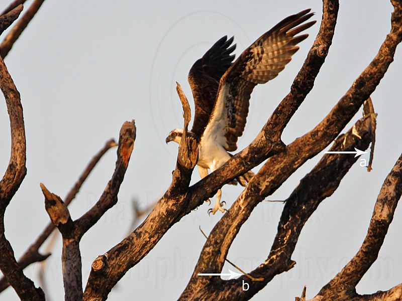 _MG_2111 Osprey.jpg