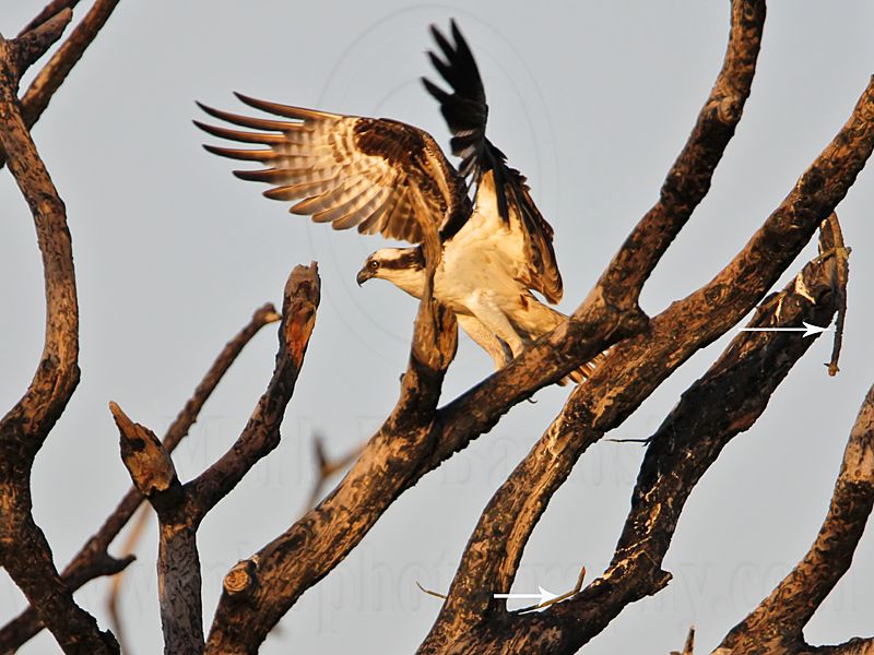 _MG_2112 Osprey.jpg