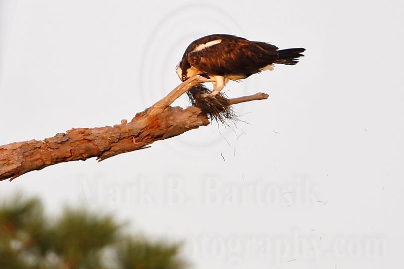 _MG_2339 Osprey.jpg