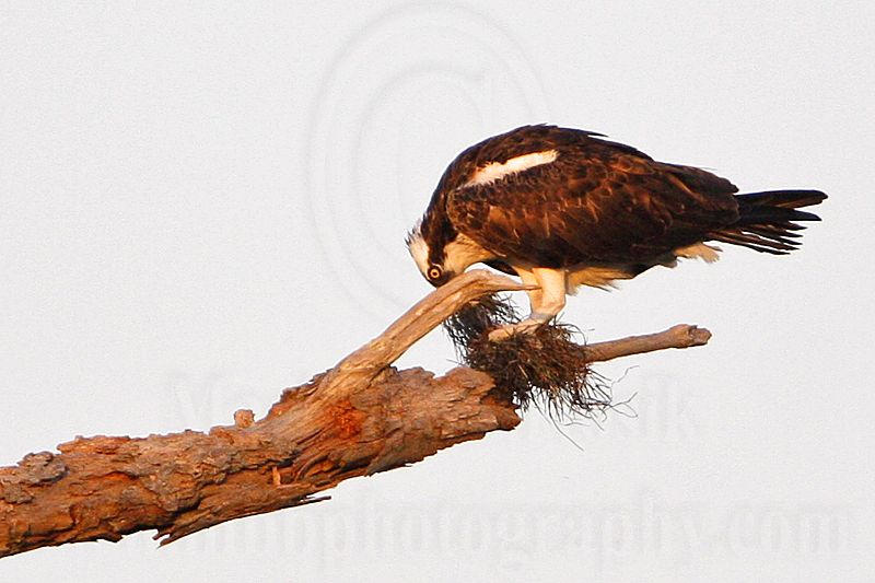 _MG_2341 Osprey.jpg