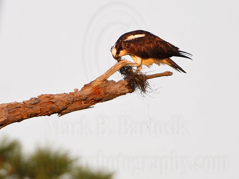 _MG_2345 Osprey.jpg