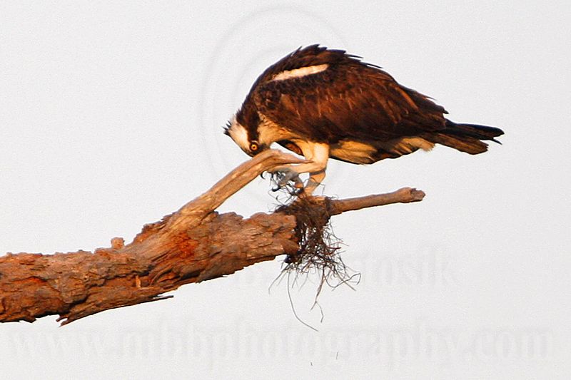 _MG_2366 Osprey.jpg