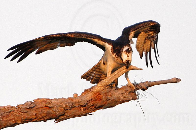 _MG_2390 Osprey.jpg
