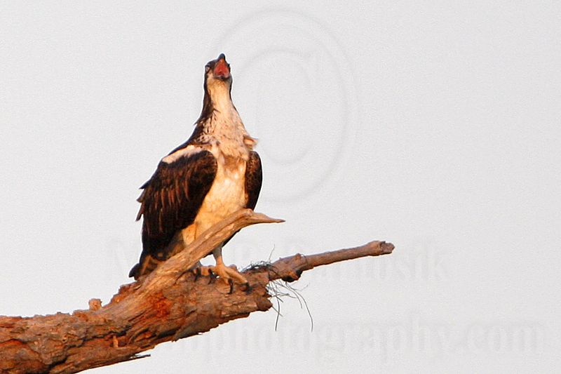 _MG_2398 Osprey.jpg