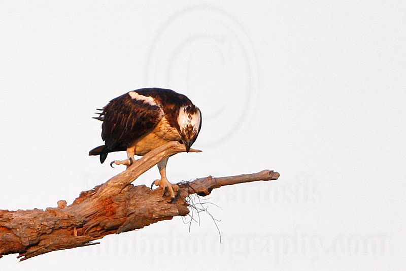 _MG_2435 Osprey.jpg