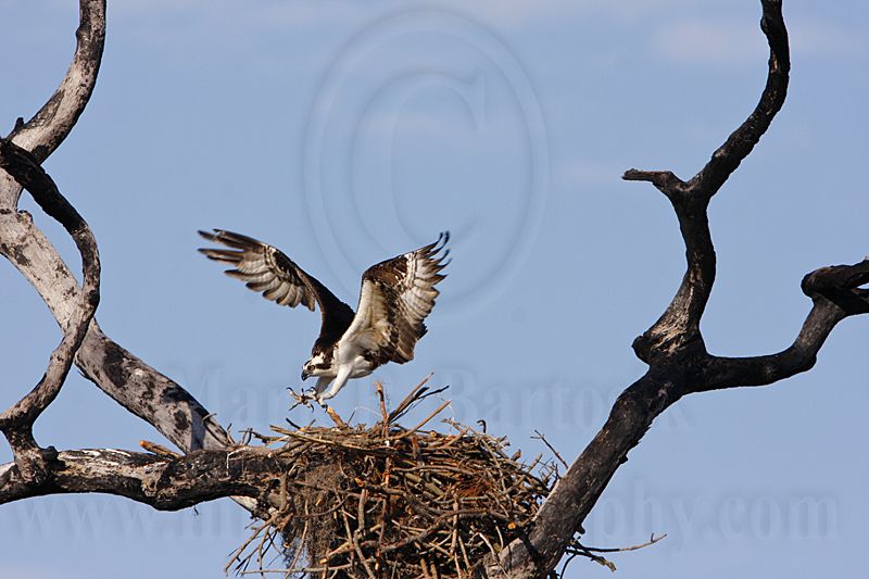 _MG_4294  Osprey.jpg