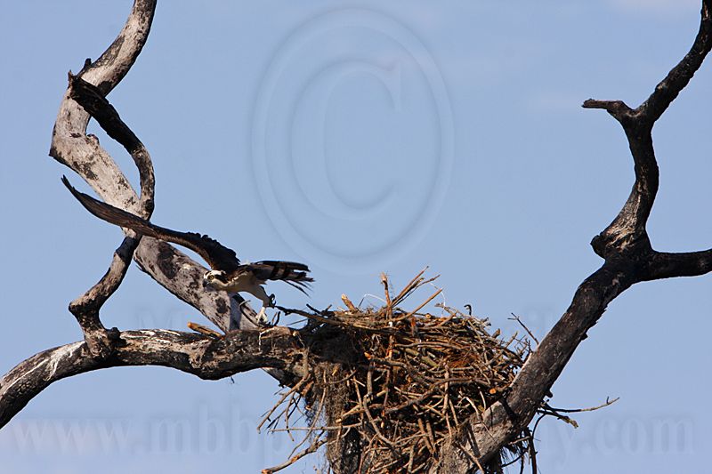 _MG_4295  Osprey.jpg