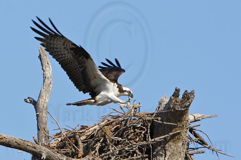 _MG_4803 Osprey.jpg