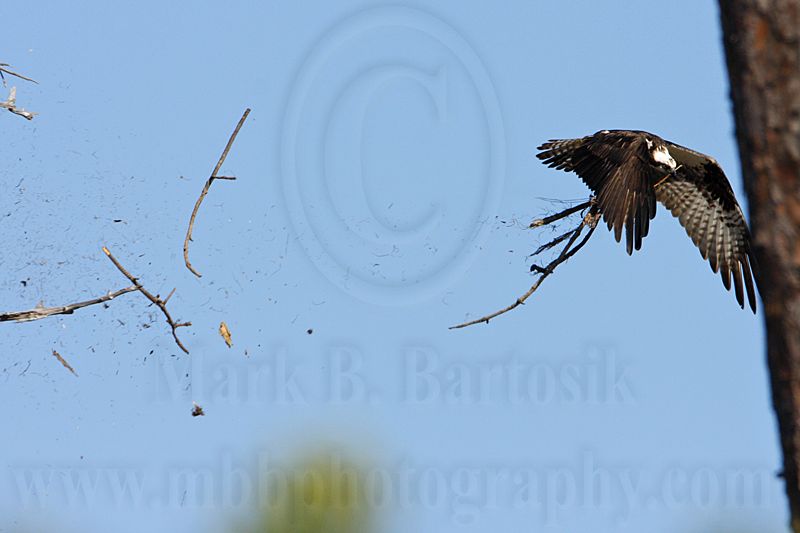 _MG_4808 Osprey.jpg