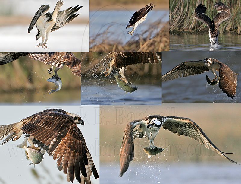 MBBartosik_No_06_Osprey.jpg