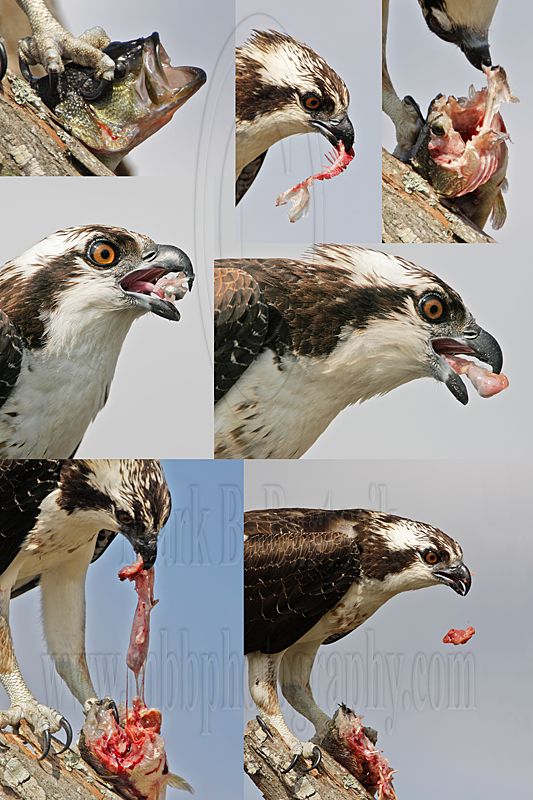 MBBartosik_No_08_Osprey.jpg