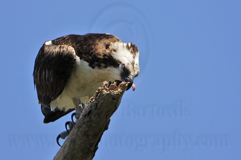 _MG_6746 Osprey.jpg