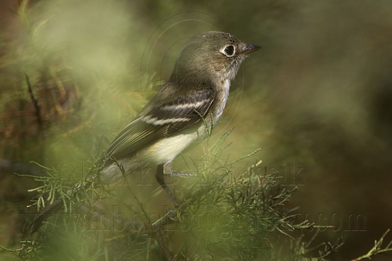_MG_5208 Least Flycatcher.jpg