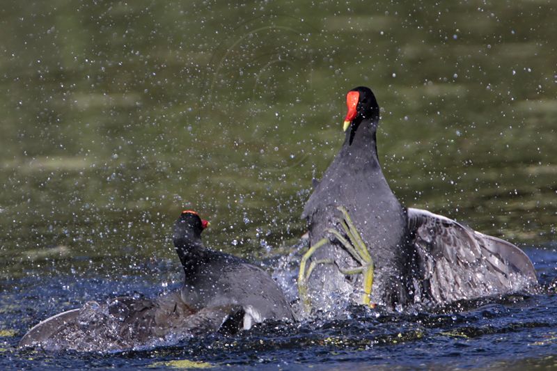 _MG_7991 Common Moorhen..jpg