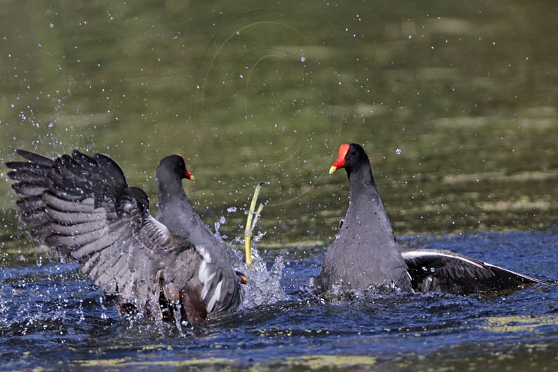 _MG_8000 Common Moorhen..jpg