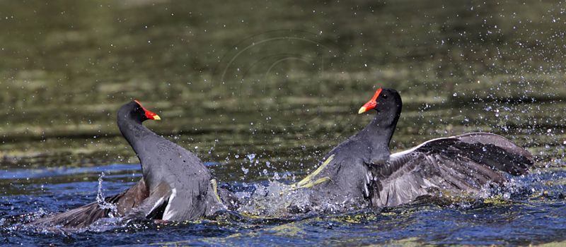 _MG_8016 Common Moorhen..jpg