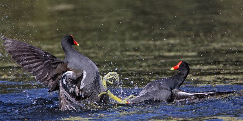 _MG_8017 Common Moorhen..jpg
