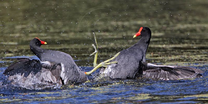 _MG_8018 Common Moorhen..jpg