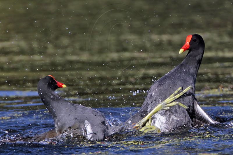 _MG_8019 Common Moorhen..jpg