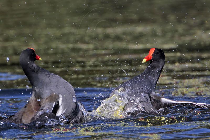 _MG_8024 Common Moorhen..jpg