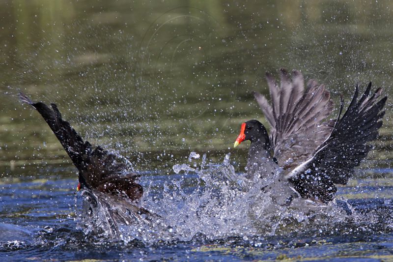 _MG_8039 Common Moorhen..jpg