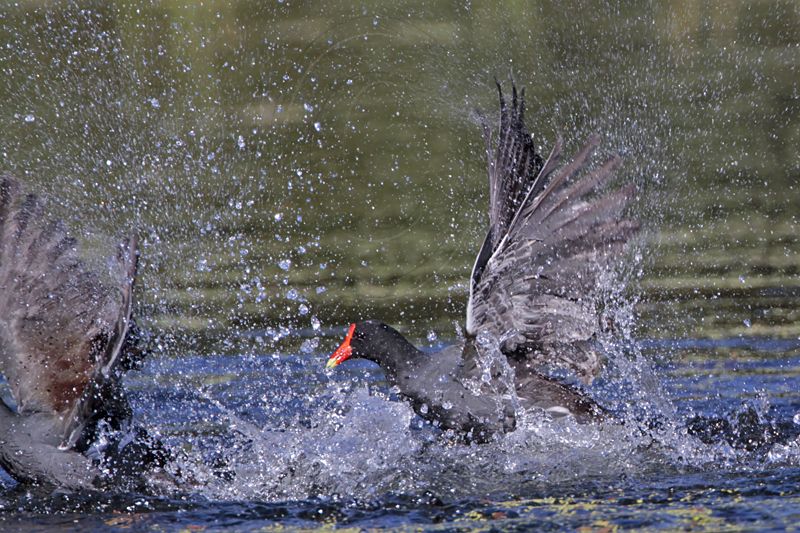 _MG_8040 Common Moorhen..jpg