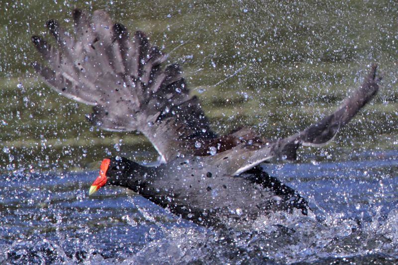 _MG_8041 Common Moorhen..jpg