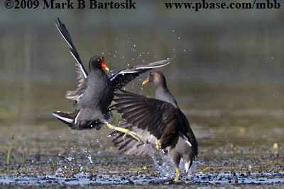 _MG_9251-2 Common Moorhen.gif
