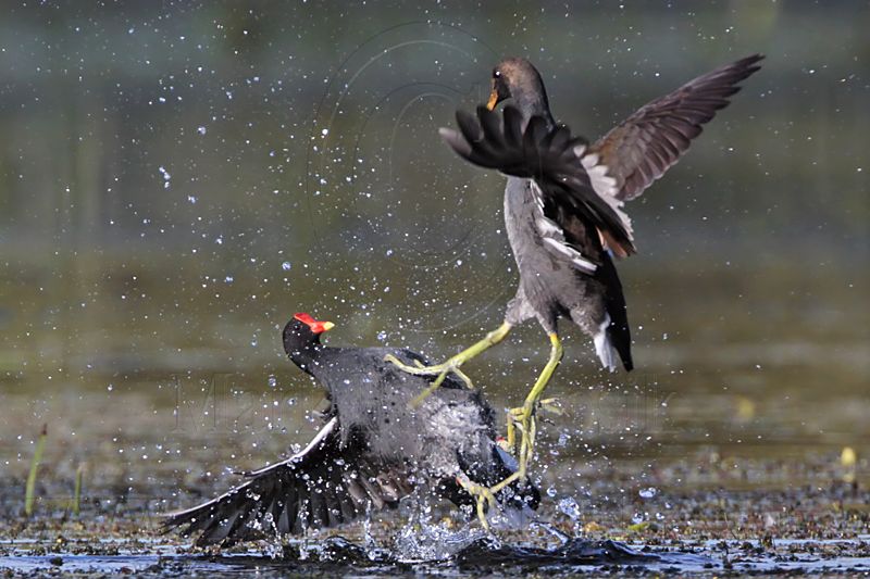 _MG_9252 Common Moorhen.jpg