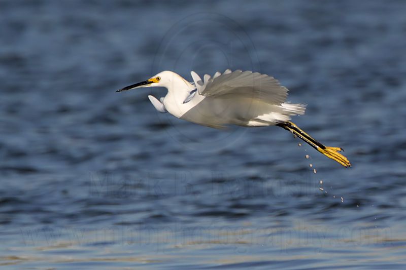 _MG_7095 Snowy Egret.jpg